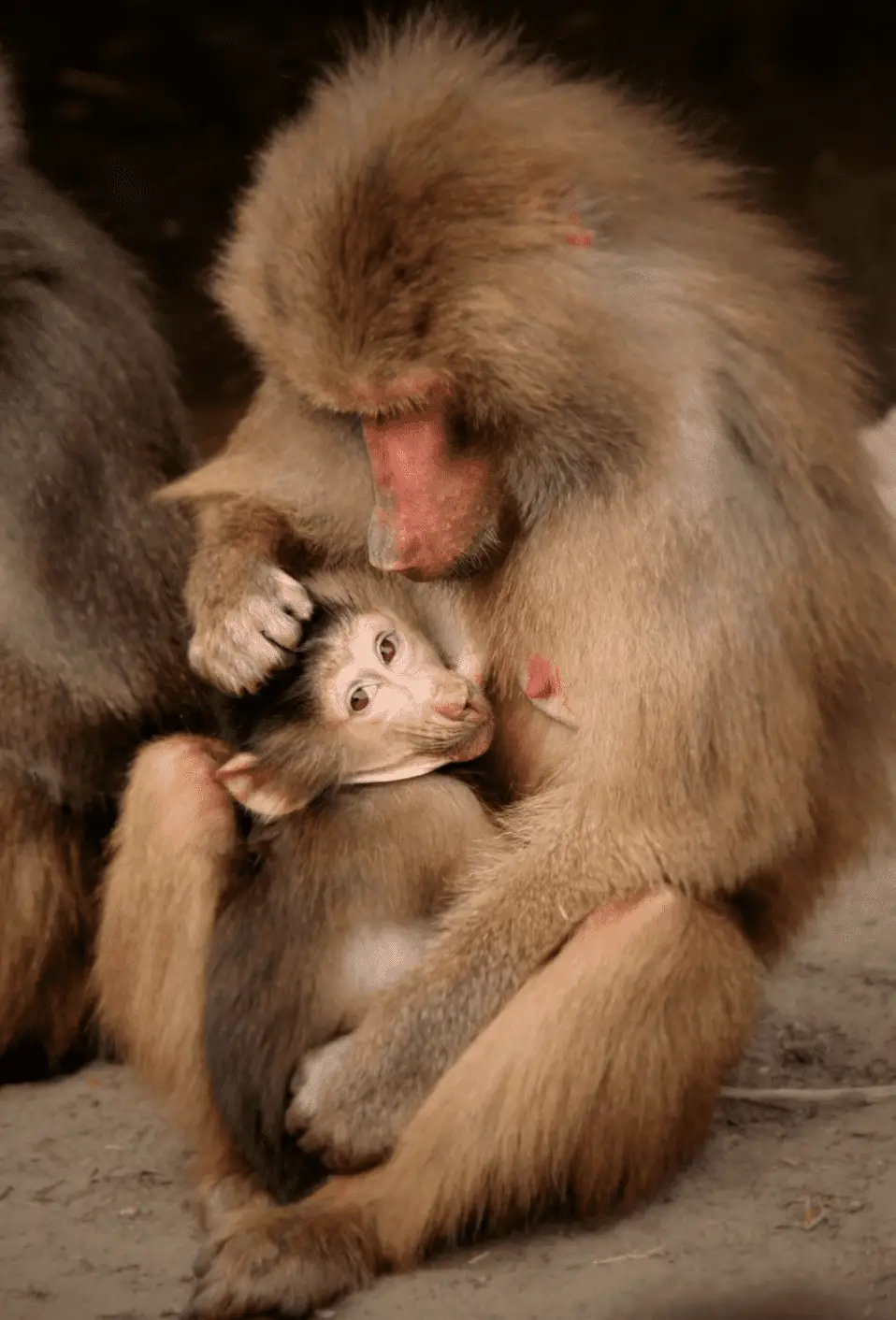 vervet monkey-mother and baby monkey