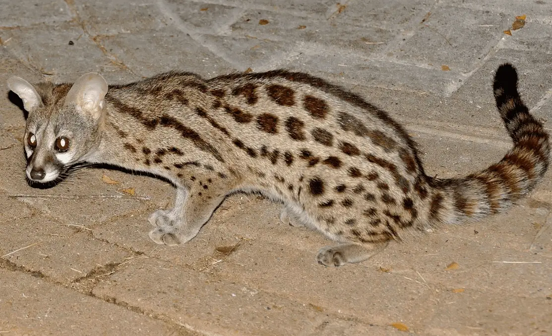 spotted genet at night