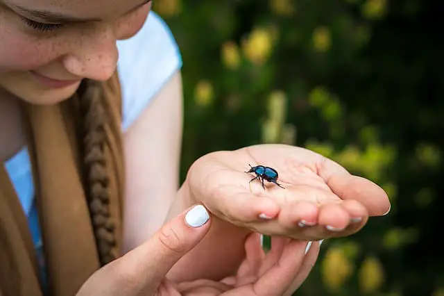 dung beetle on hands of lady