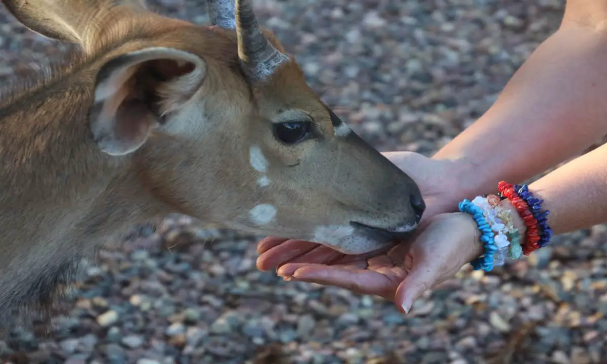 feeding an antelope