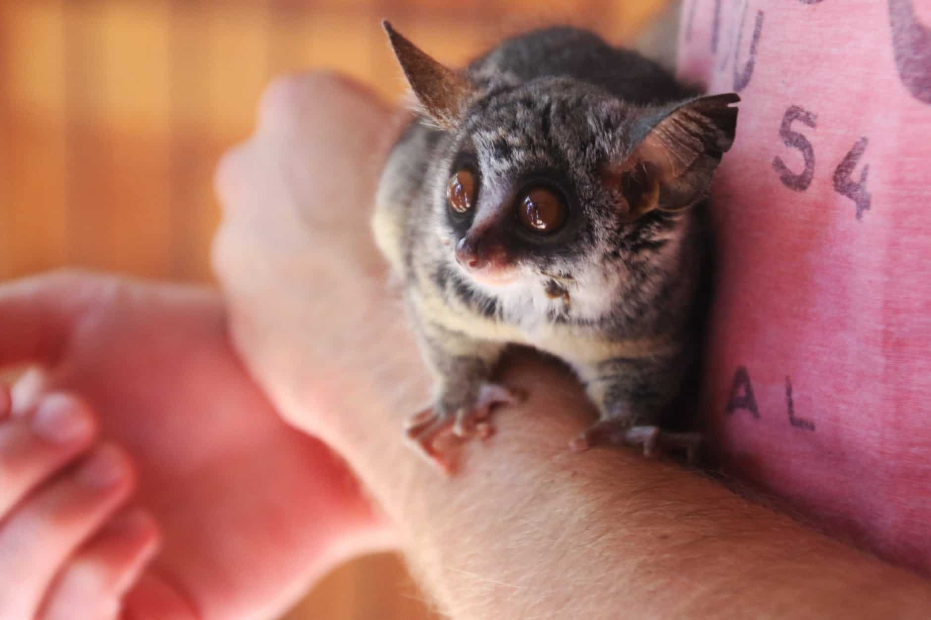 why-the-galago-is-called-a-bushbaby-the-safari-world