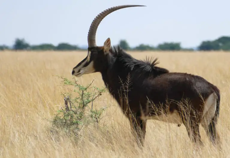 The Sable Antelope Habitats Environment Diet And More