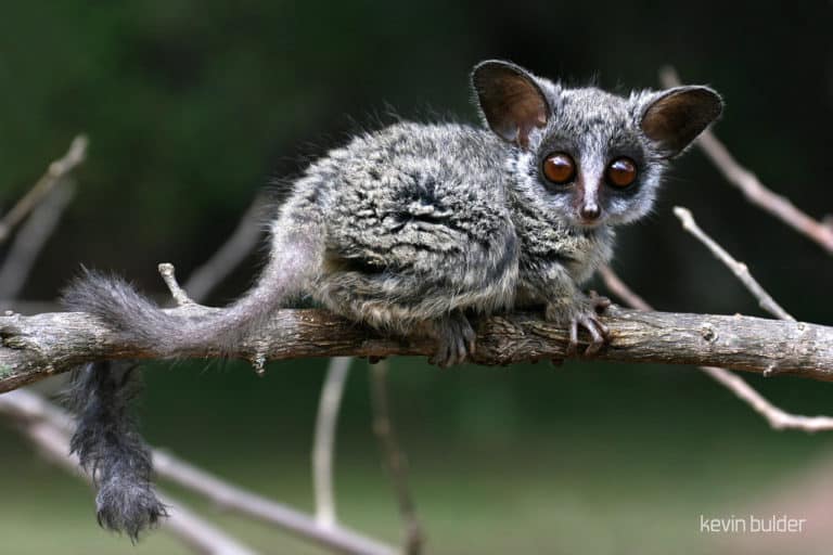 webkinz bushbaby