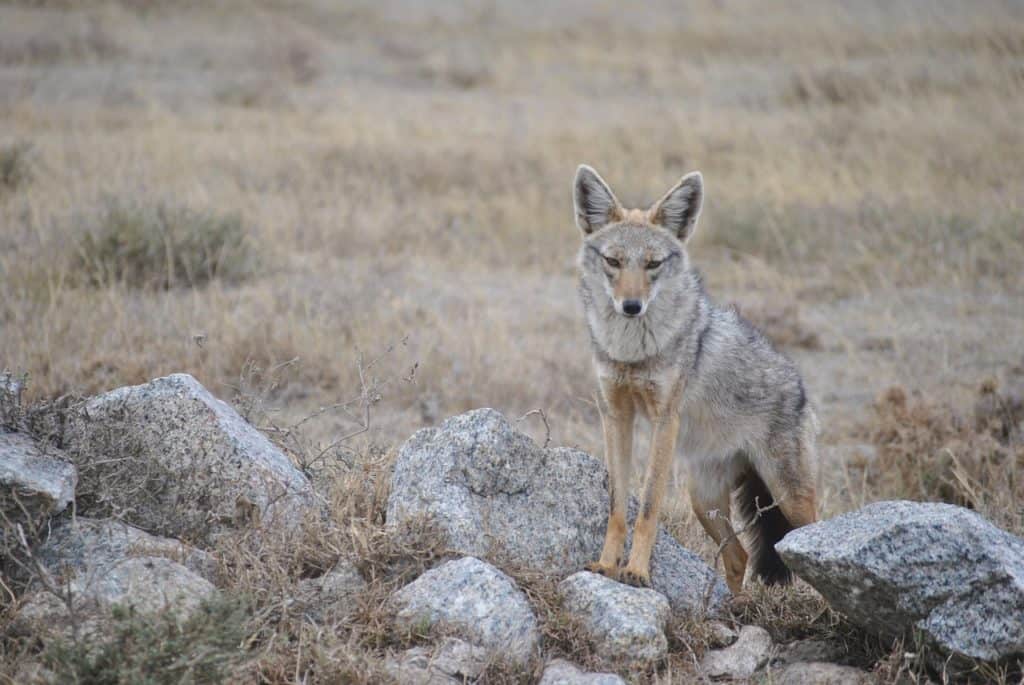 Jackal Animal - Interesting Facts You Should Know About