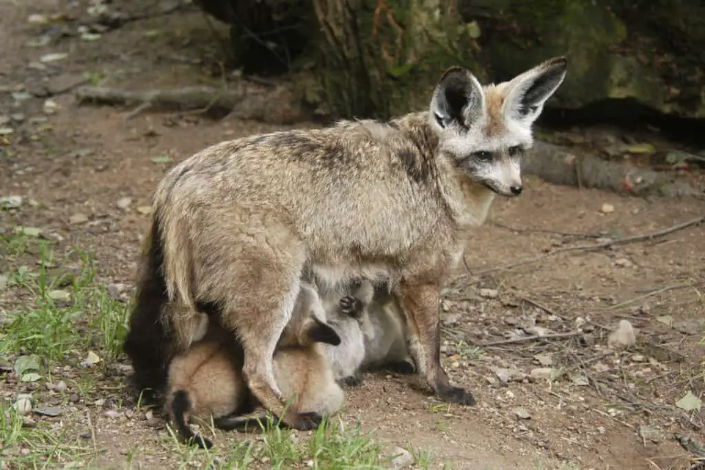 The Bat-Eared Fox: Big Ears, Small Wonder – The Safari World