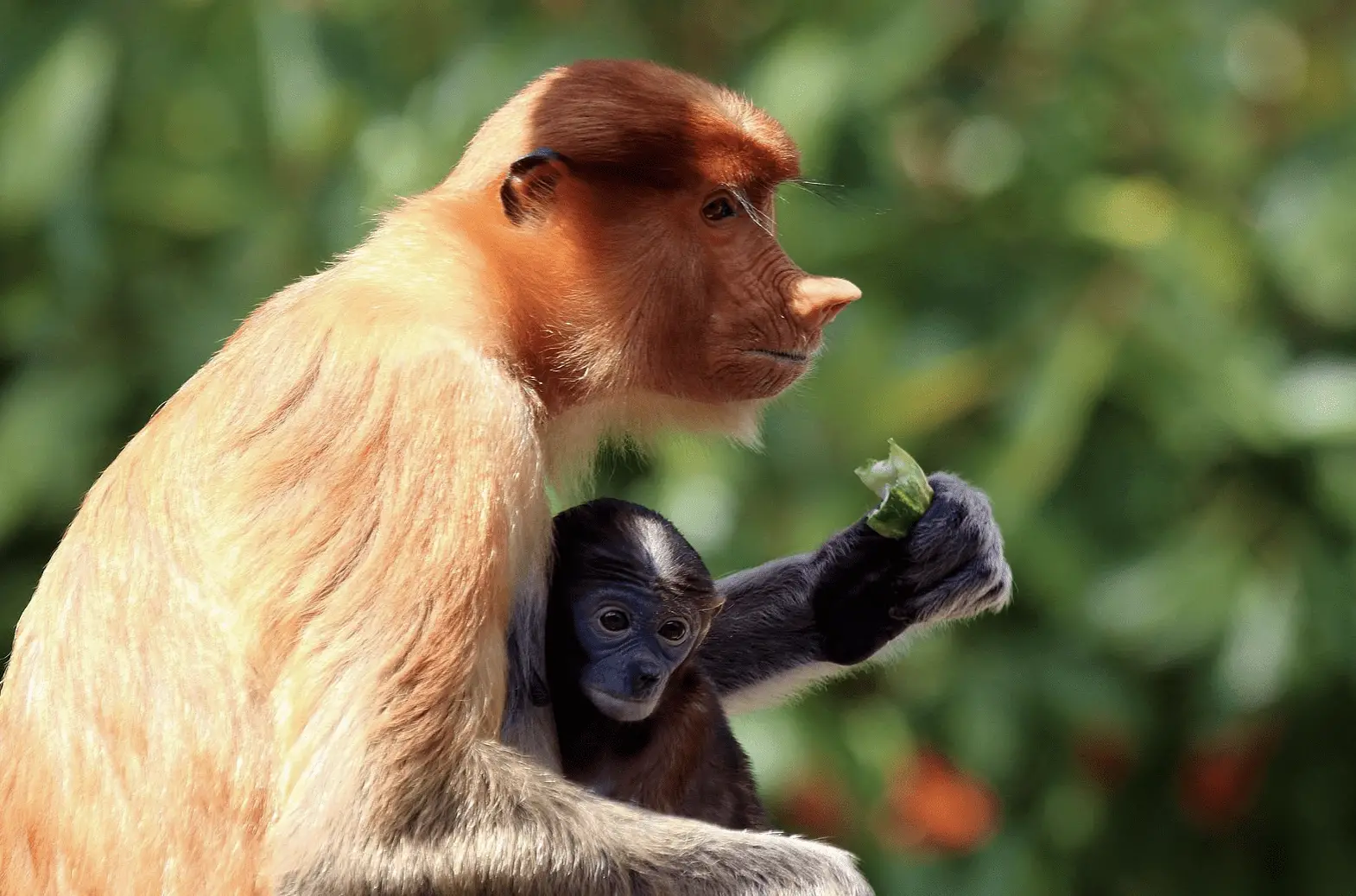 vervet monkey-female monkey
