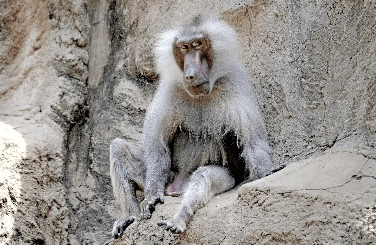 vervet monkey- Male monkey