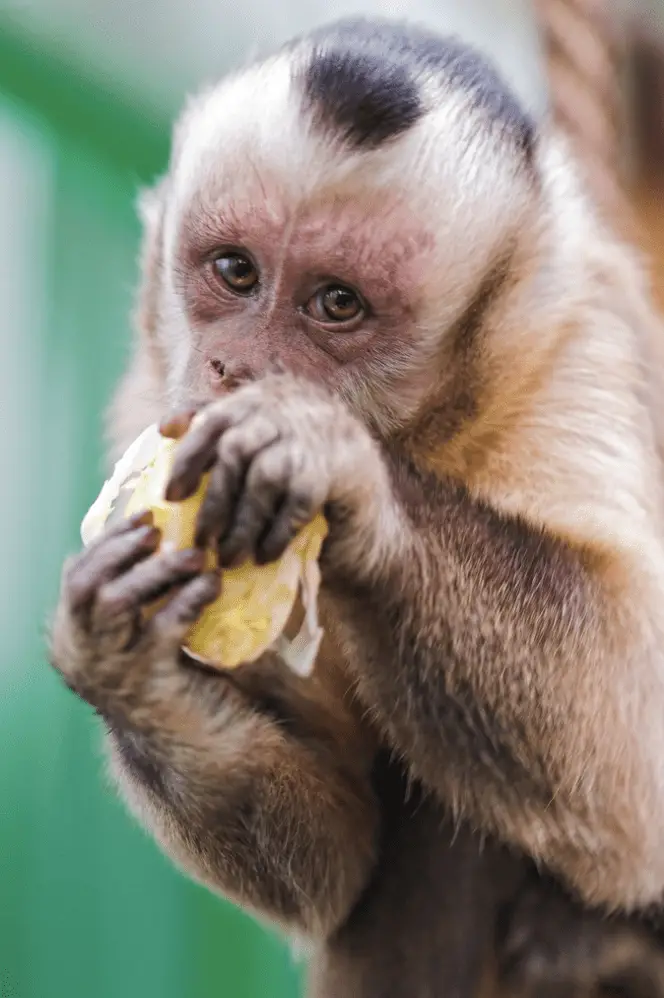 vervet monkey-Eating capuchin monkey