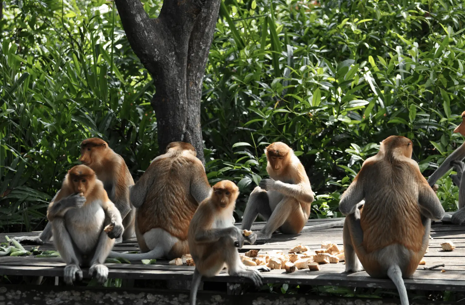 vervet monkey-group eating