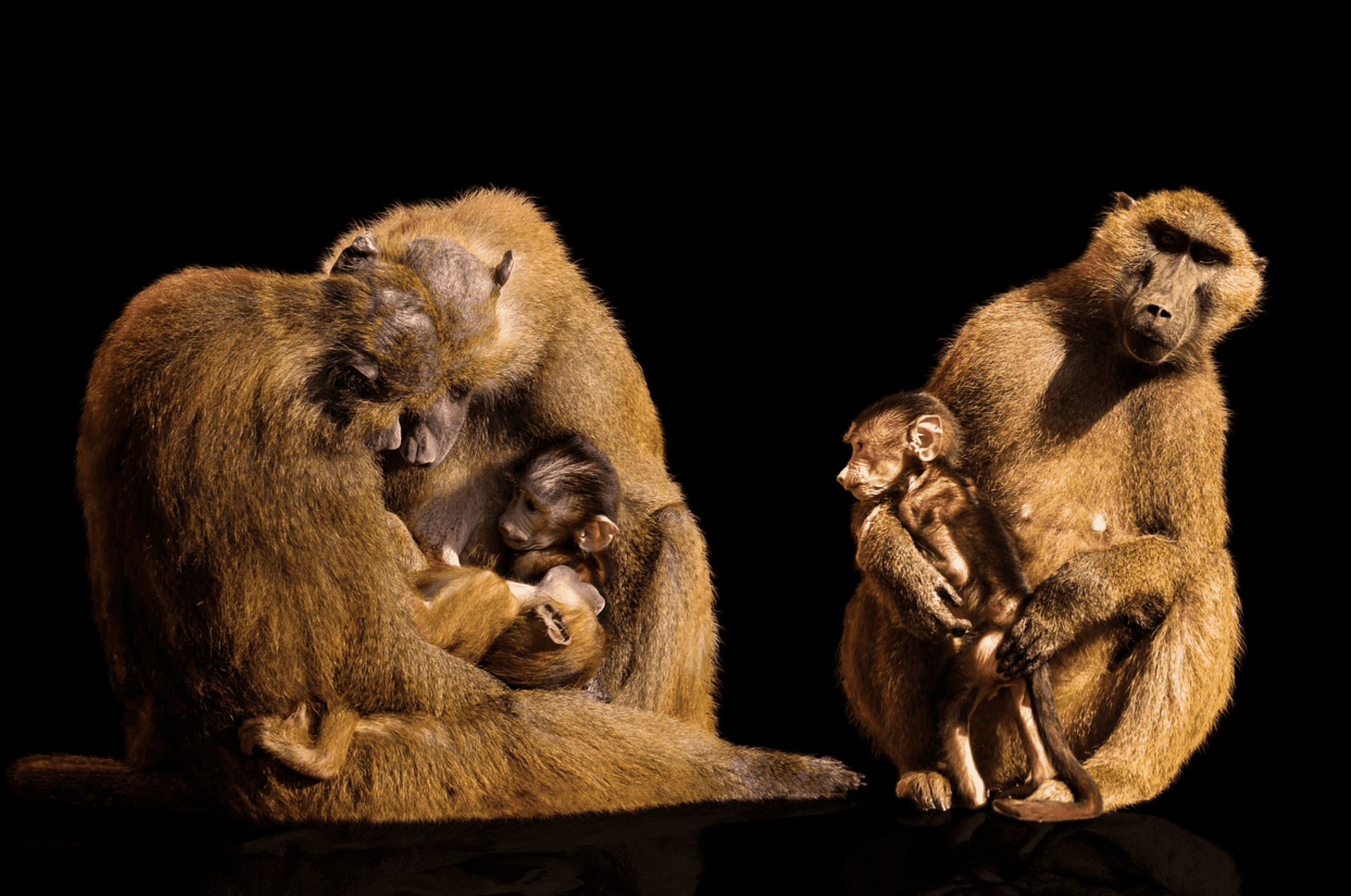 vervet monkey-family of monkeys