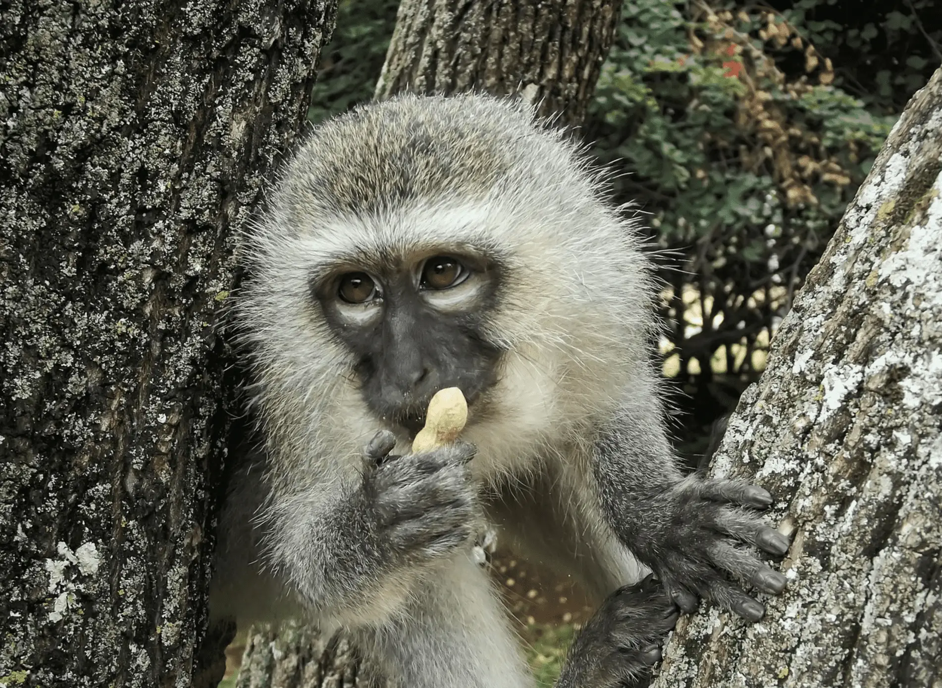 vervet monkey-vervet monkey eating peanut