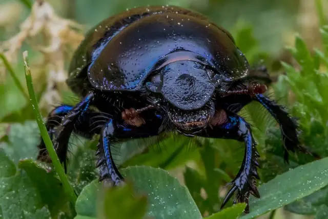 Dung Beetle on a herbal plant
