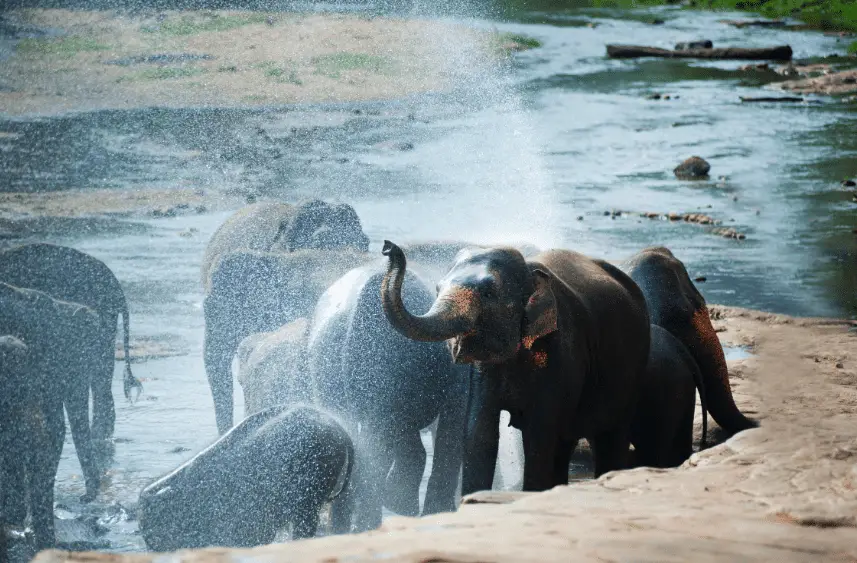 african forest elephant bathing