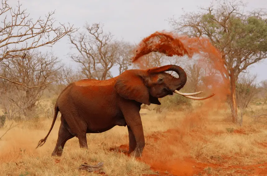 african forest elephant digging