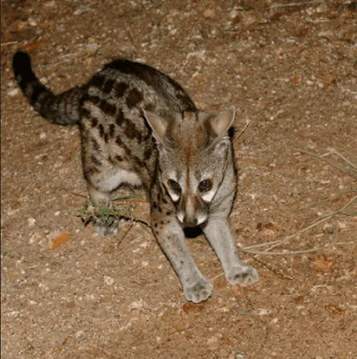 brown spotted genet full body 