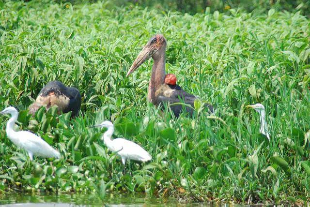 Lake Victoria Habitat and Wildlife - kampala