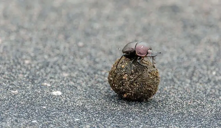 brown dung beetle in circle mud