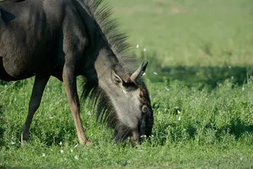Grazing blue wildebeest eating grass