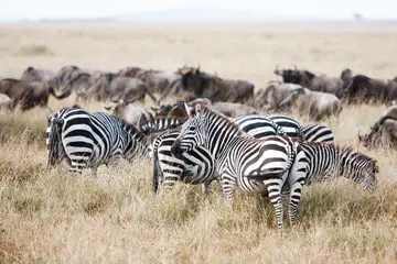Herd of wildebeest and zebra grazing on grasslands of African savanna