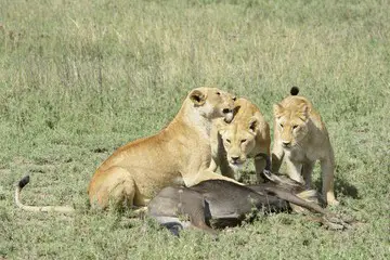 Lions caught a wildebeest