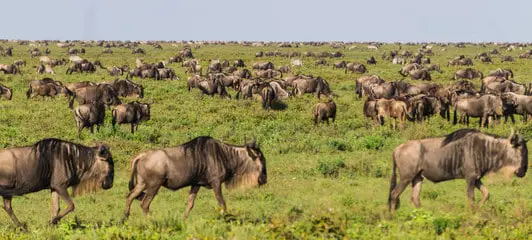 The Great Migration of the Wildebeest and Zebras during the rainy season on the Serengeti plains