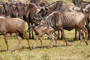 wildebeest calf and adults on grassland
