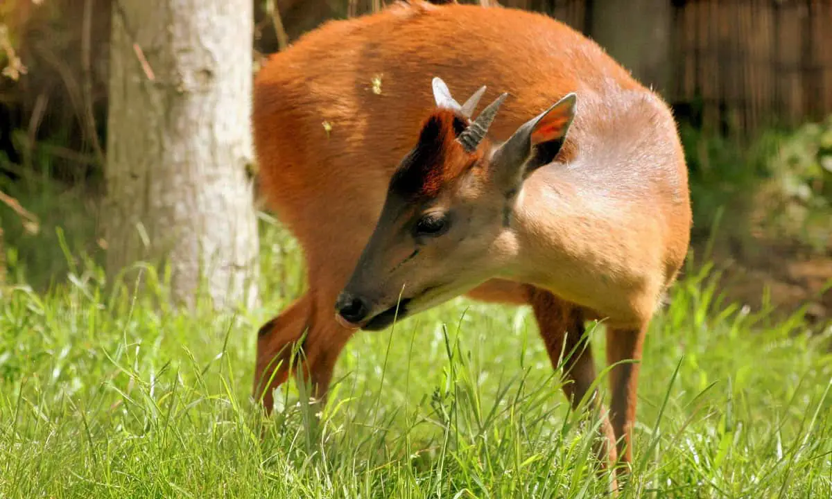 Forest duiker