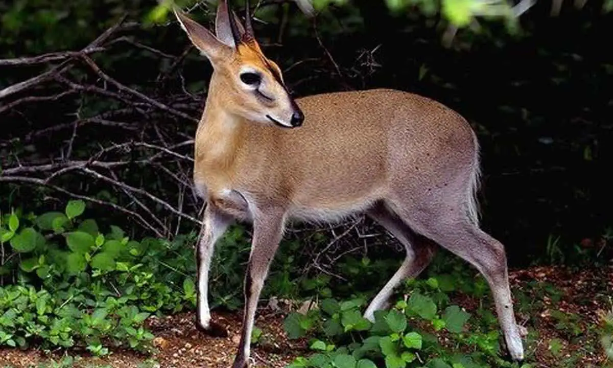 bush duiker 