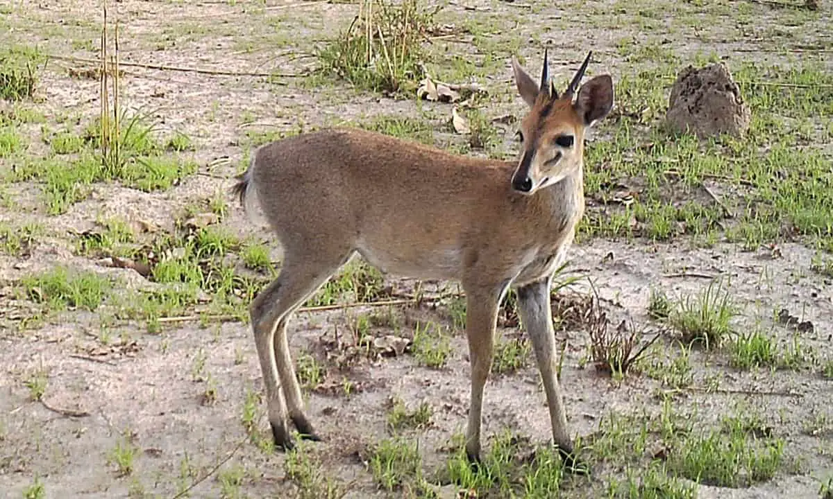 bush duiker