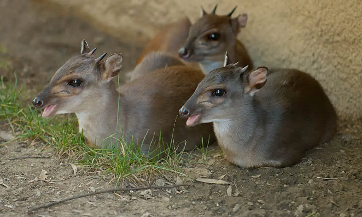 Three baby duiker