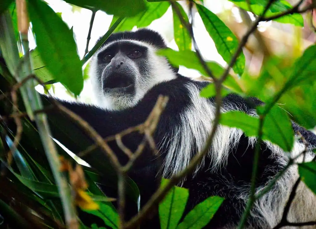 colobus monkey