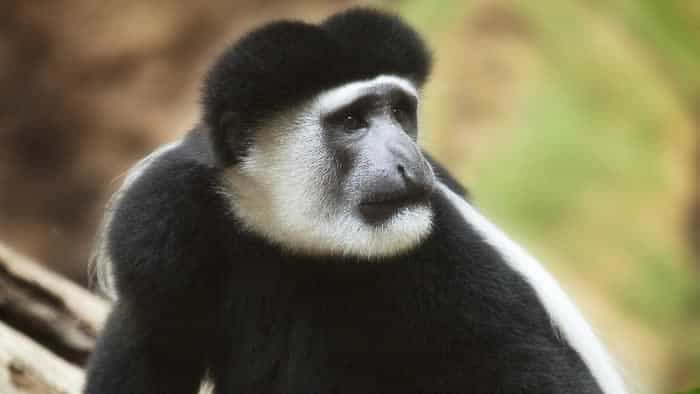 colobus monkey