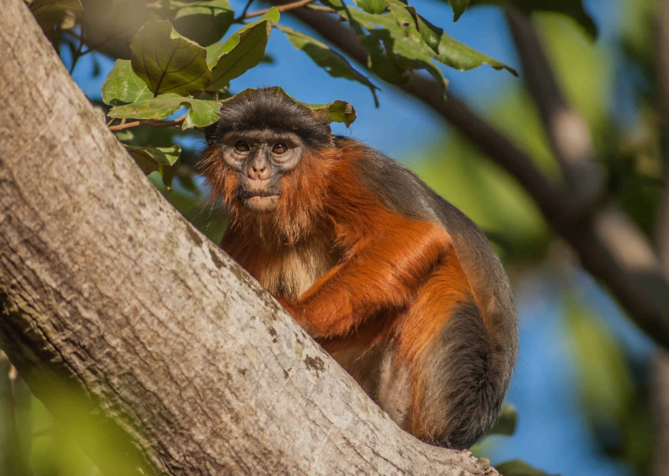 red colobus monkey