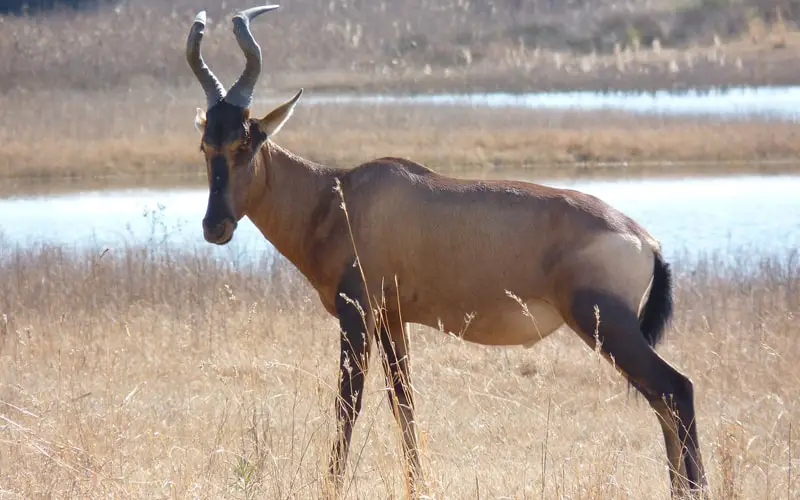 red hartebeest