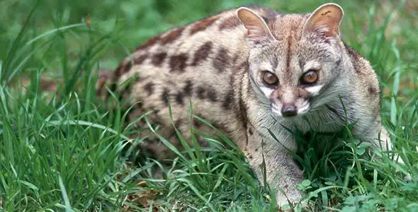 large spotted genet