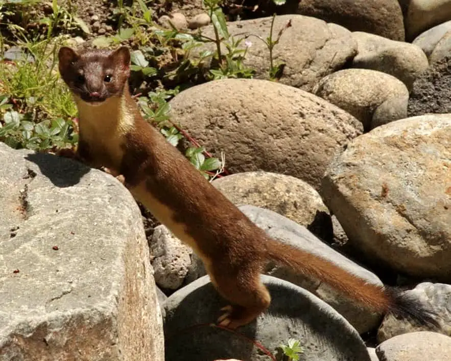 Long tailed weasel