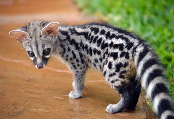 spotted genet