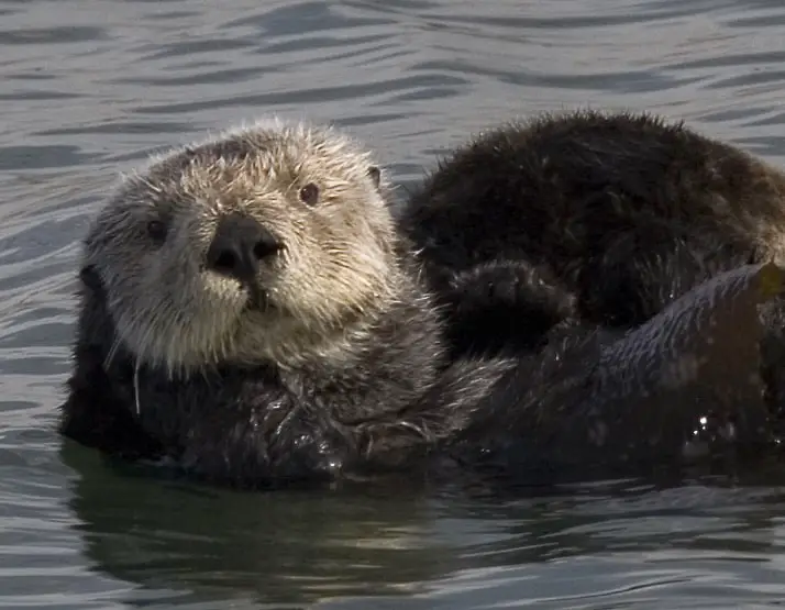 Otters