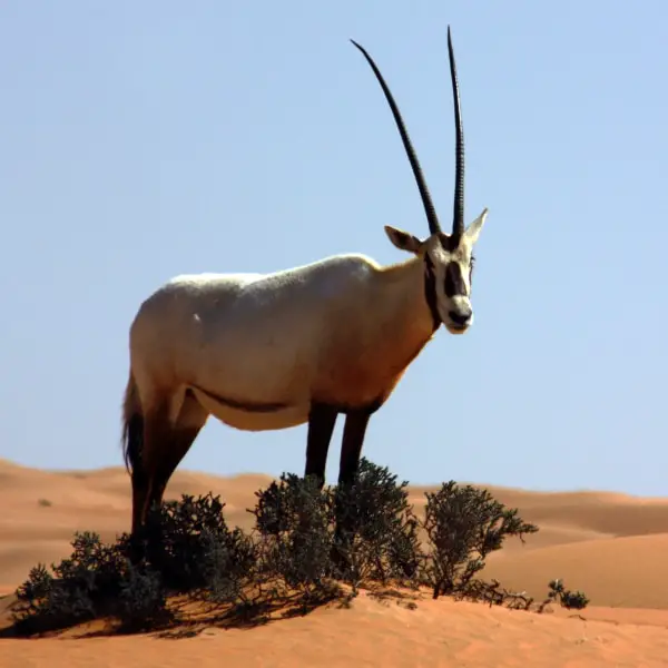 Arabian Oryx