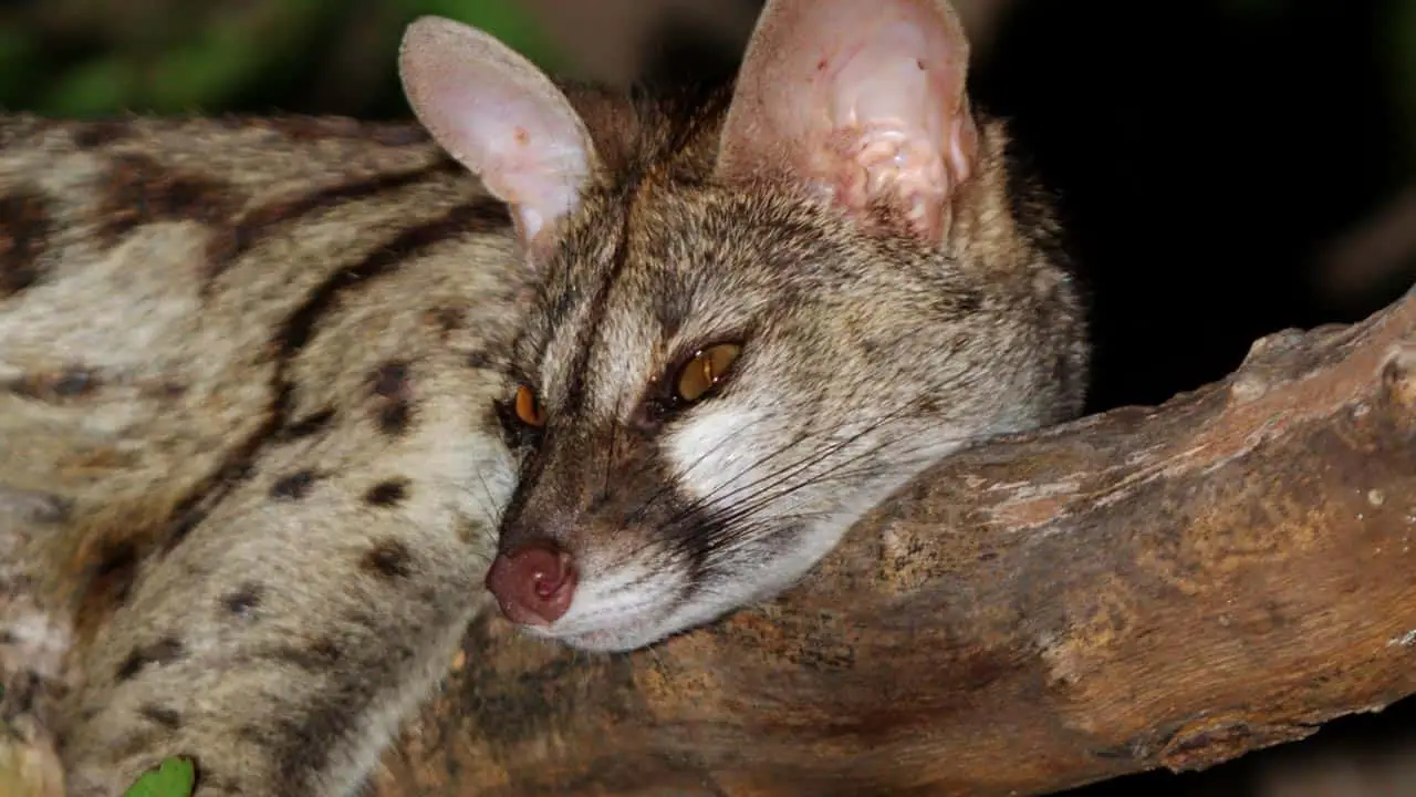 genet