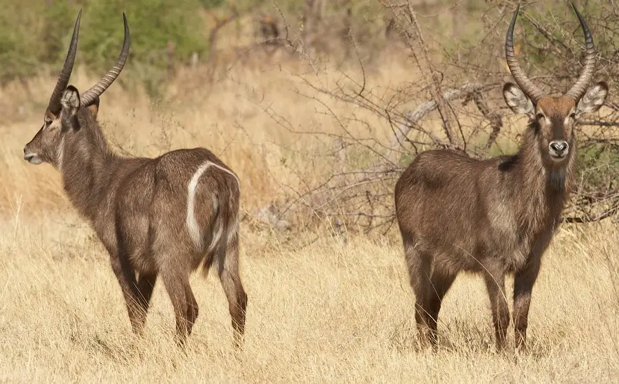 waterbuck