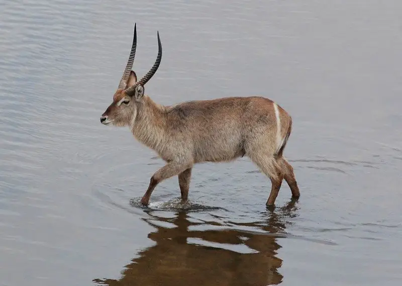 waterbuck