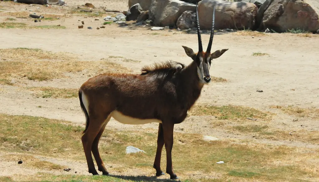 Sable Antelope