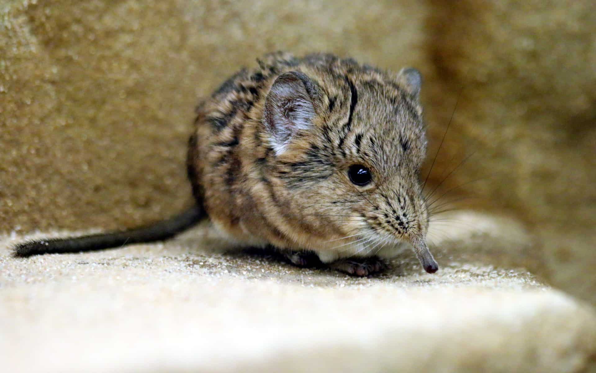 elephant shrew