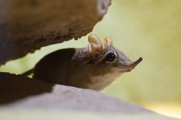 elephant shrew