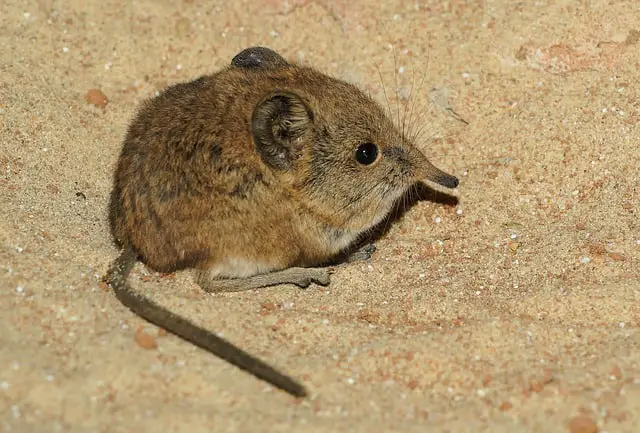 Elephant Shrew