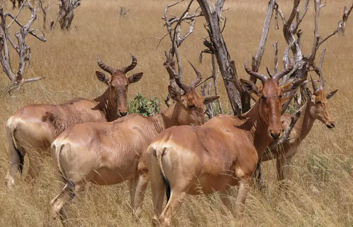 family of a hartebeest
