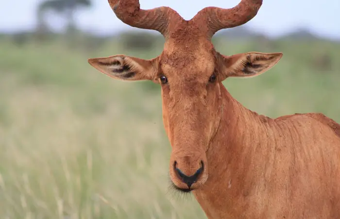 hartebeest closeup image