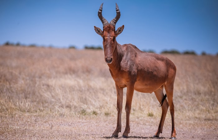 hartebeest in the grass