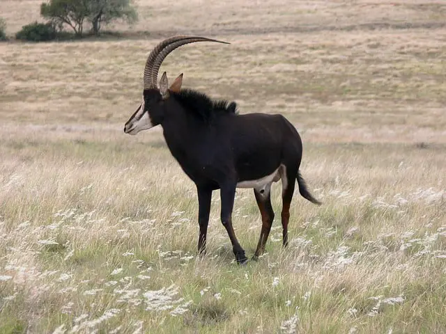 Sable Antelope